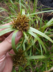 Cyperus intactus