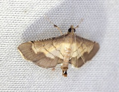 Marasmia