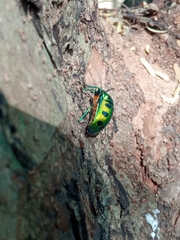 Chrysocoris purpureus