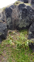 Cyperus intactus