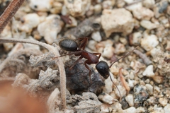 Camponotus dumetorum