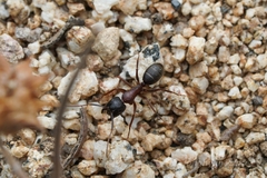 Camponotus dumetorum