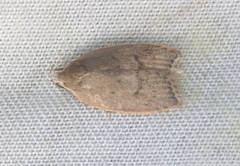 Scythropiodes