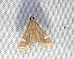 Strepsinoma croesusalis