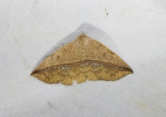 Ugia purpurea
