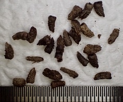 Osteospermum calendulaceum