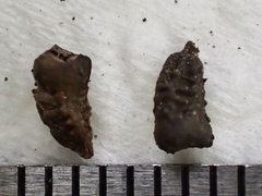 Osteospermum calendulaceum