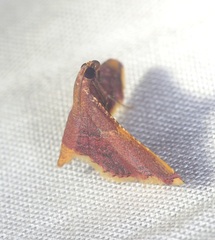 Endotricha mesenterialis