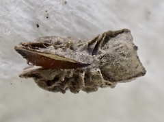 Osteospermum calendulaceum