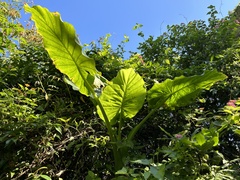 Alocasia macrorrhizos