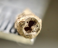 Osteospermum calendulaceum