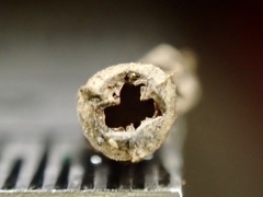 Osteospermum calendulaceum