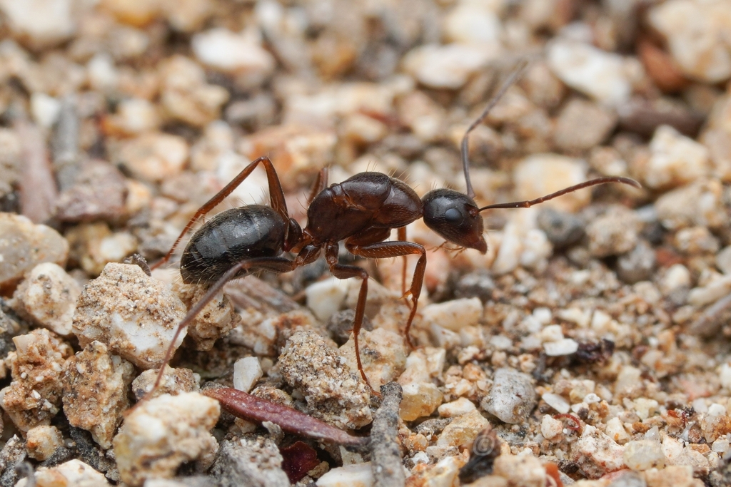 Camponotus dumetorum
