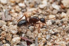 Camponotus dumetorum