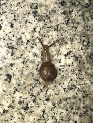 Acusta