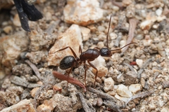 Camponotus dumetorum