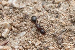 Camponotus dumetorum