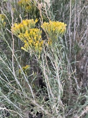 Chrysothamnus viscidiflorus puberulus