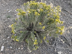 Chrysothamnus viscidiflorus puberulus