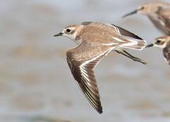 Charadrius leschenaultii