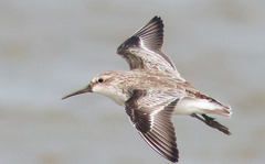 Calidris falcinellus