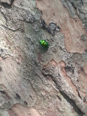 Chrysocoris purpureus