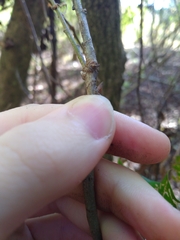 Eriococcus quercus
