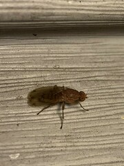 Suillia quinquepunctata