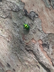 Chrysocoris purpureus