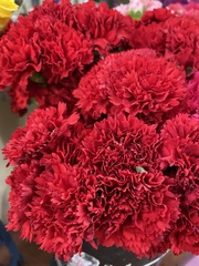 Dianthus
