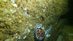 Cypraea tigris