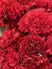 Dianthus