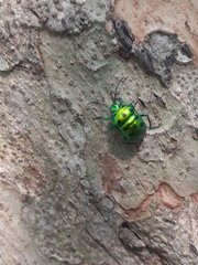 Chrysocoris purpureus