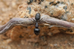 Camponotus anthrax