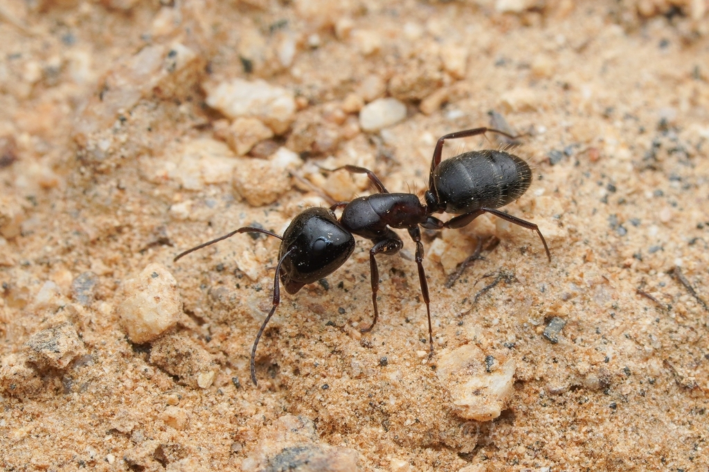 Camponotus anthrax