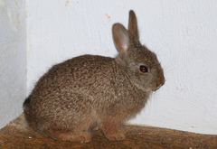 Pronolagus randensis