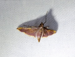 Endotricha olivacealis