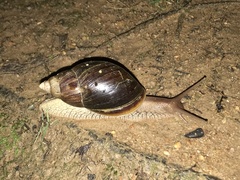 Lissachatina immaculata