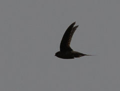 Cypsiurus gracilis gracilis