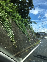 Pueraria montana lobata