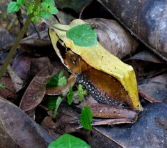 Clinotarsus curtipes