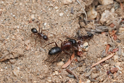 Camponotus dumetorum photo 3