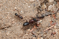 Camponotus dumetorum