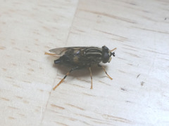 Helophilus antipodus
