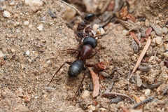 Camponotus dumetorum