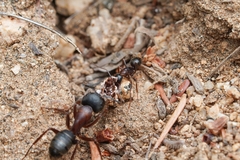 Camponotus dumetorum