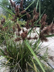 Cyperus lucidus