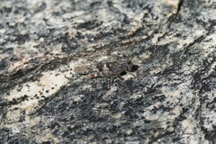 Trimerotropis pallidipennis