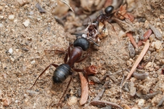 Camponotus dumetorum