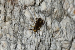 Polistes comanchus